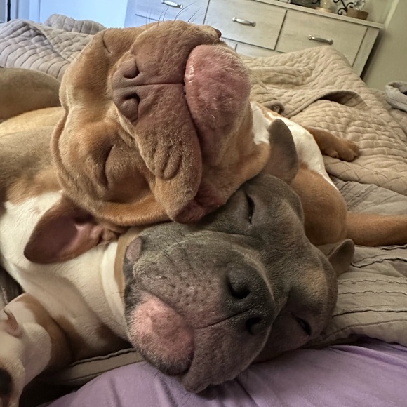 ✨LIKE FOR LIVE SHOW NOTIFICATION✨ - Picture 4 of 15